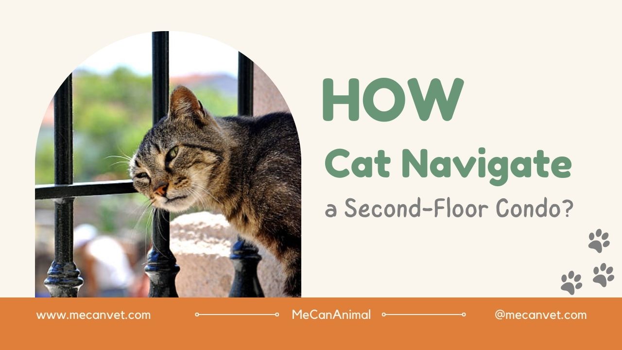 How Can Your Cat Navigate a Second-Floor Condo?